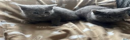 Russian Blue cats for sale: Stunning Russian blue cross kittens  - Advert 6
