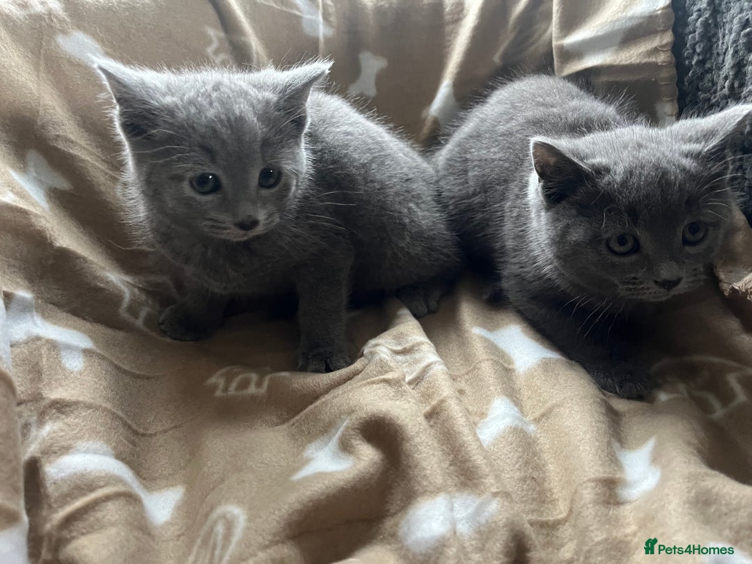 Russian Blue cats for sale: Stunning Russian blue cross kittens  - Advert 6