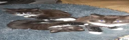 Mixed Breed cats for sale: Black and white kittens - Advert 5