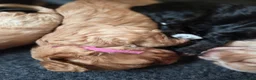 Cockapoo dogs for sale: Beautiful Betty has 5 gorgeous cockapoo puppies - Advert 12