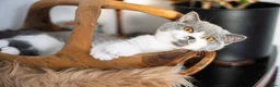 British Shorthair cats for sale: GCCF and TICA Registered -Show Quality BSH. - Advert 23