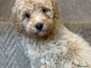 Poochon dogs Poochon pups 🩷🩵 3 left. - Advert 16