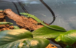 Lizard reptiles for sale: Green Keeled Bellied Lizard - Image 2