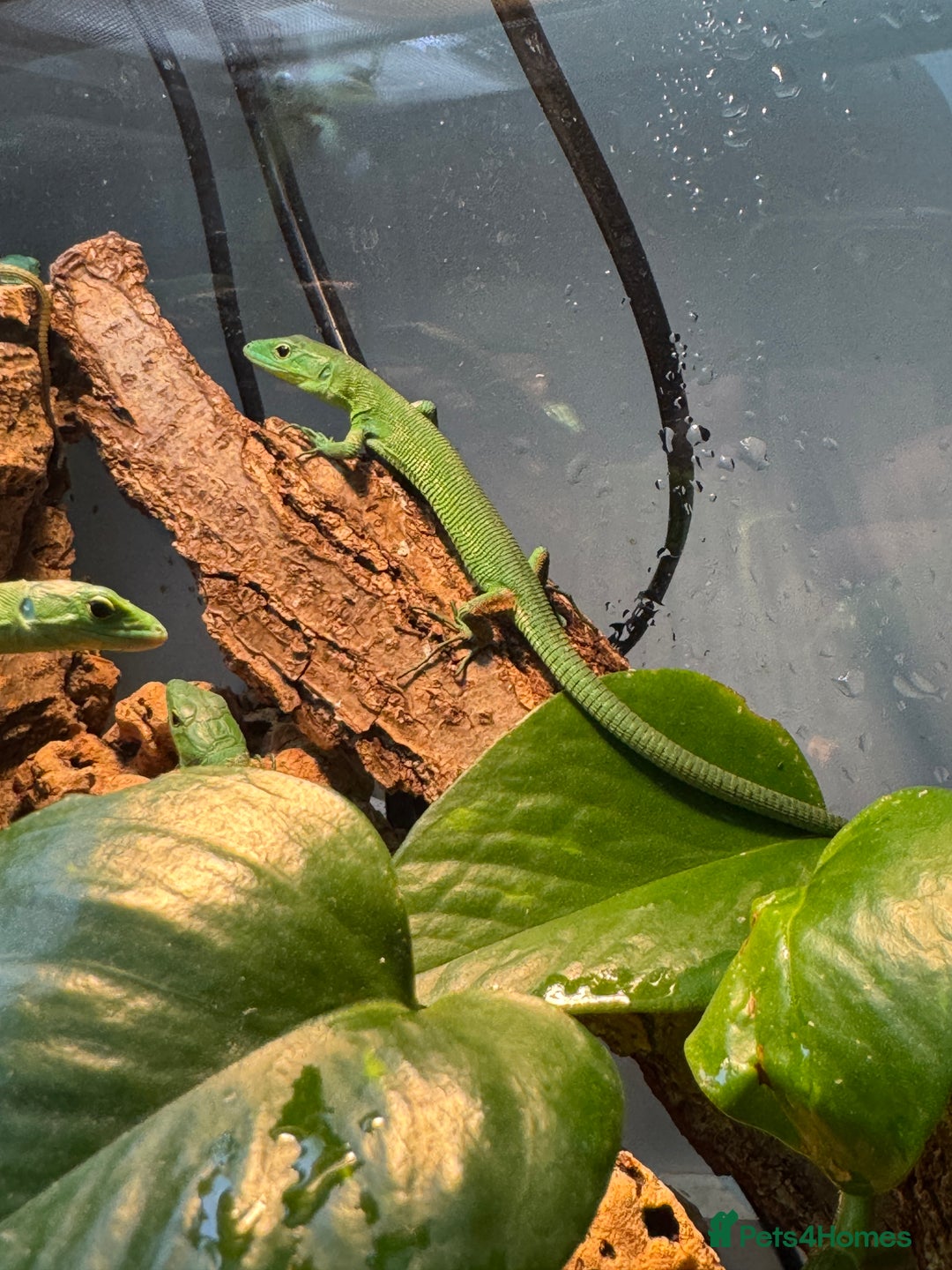 Lizard reptiles for sale: Green Keeled Bellied Lizard - Image 2