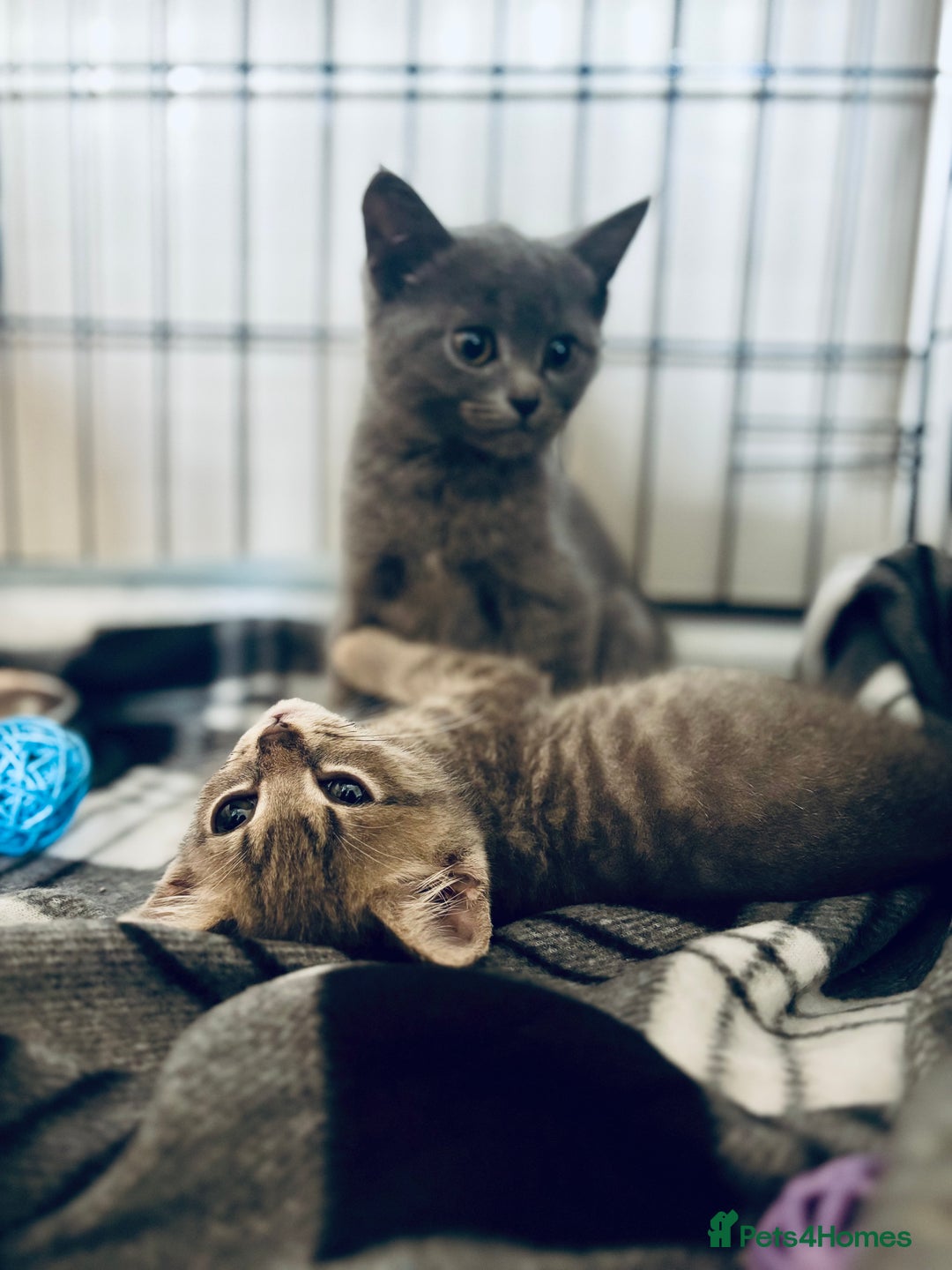 British Shorthair cats for sale: Two grey kittens - Image 4