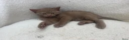 British Shorthair cats for sale: British Shorthair Cinnamon in Reading - Advert 7