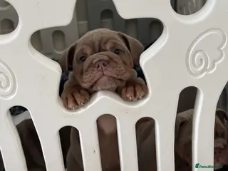 English Bulldog dogs English bulldog puppy kc registered - Advert 7