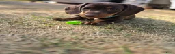 Dachshund dogs for sale: Beautiful Standard Dachshund PuppiesReadyNow 🏡❤️  - Advert 6