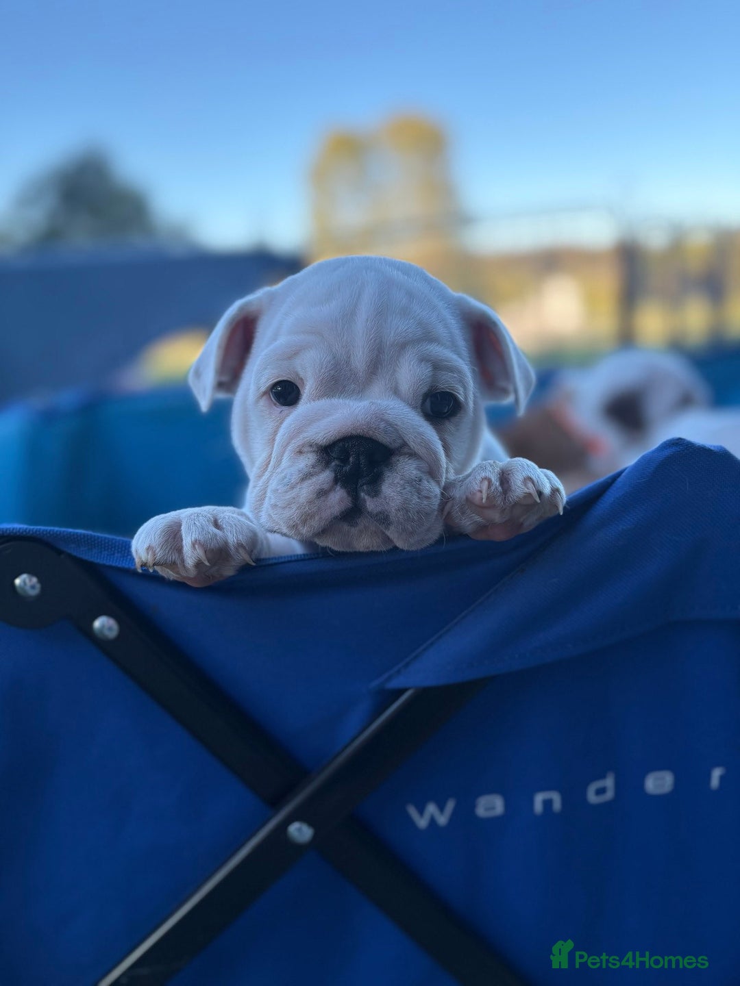English Bulldog dogs for sale: Gorgeous Purebred English Bulldog Puppies - Image 12