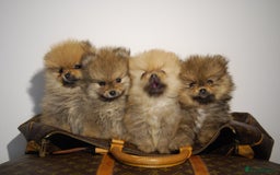 Pomeranian dogs for sale: UK's Best Toy Pomeranian Puppies  - Image 12