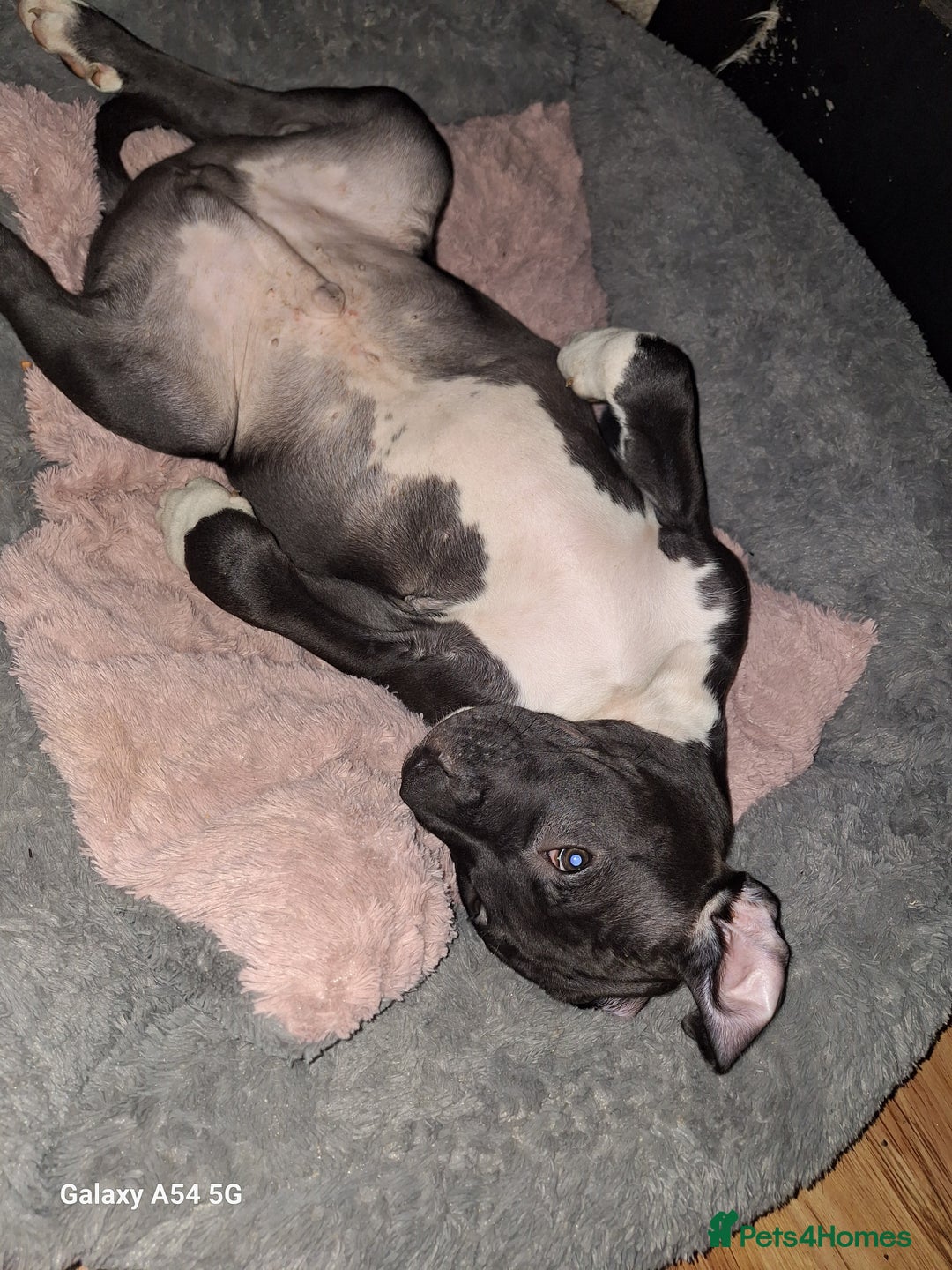 American Bulldog dogs for sale: 11 little hearts need their forever home - Advert 16