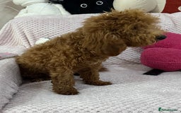 Toy Poodle dogs for sale: Red toy poodle girl - Image 8