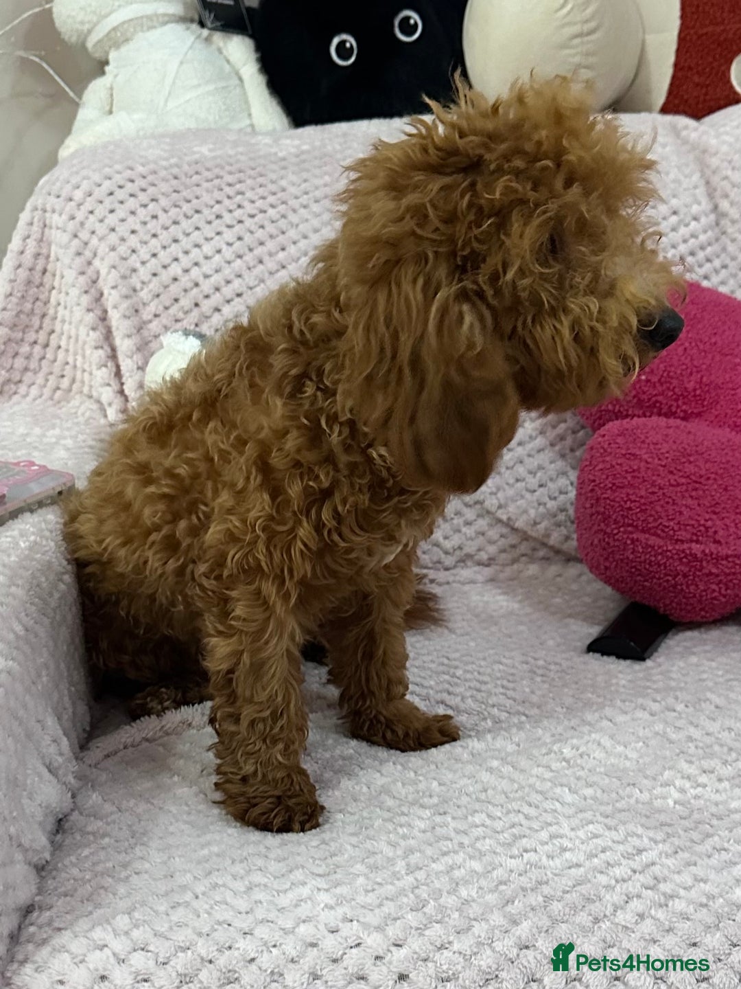 Toy Poodle dogs for sale: Red toy poodle girl - Image 8