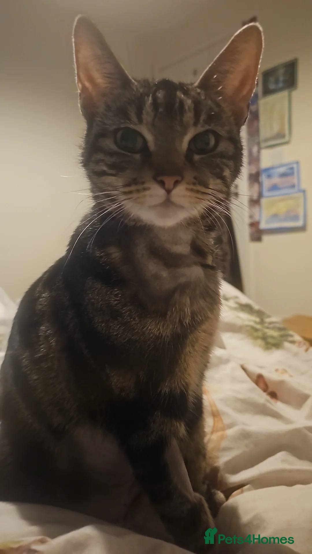 Mixed Breed cats for sale: Tabby x maincoon mix kittens - Advert 2