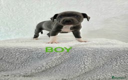 Staffordshire Bull Terrier dogs for sale: Kc reg black blue staffy puppies  - Image 7