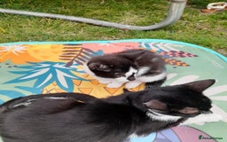 Domestic Shorthair cats for sale: 2 female kittens  - Image 4