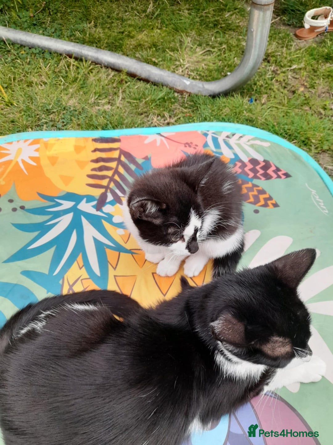Domestic Shorthair cats for sale: 2 female kittens  - Image 4