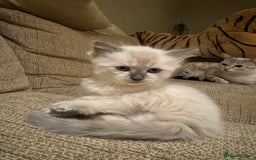 Ragdoll cats for sale: Adorable Ragdoll X Snow Bengal Kittens - Advert 33
