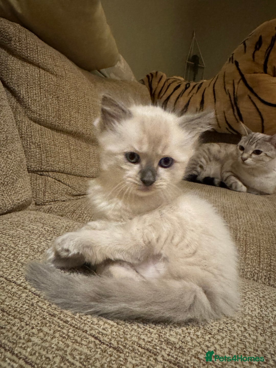 Ragdoll cats for sale: Adorable Ragdoll X Snow Bengal Kittens - Advert 33