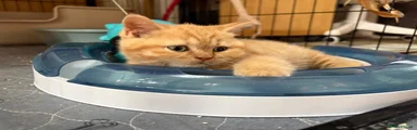 British Shorthair 1