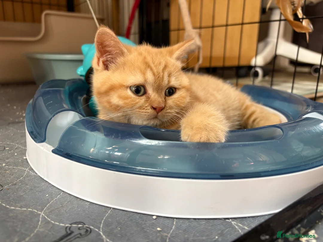 British Shorthair cats for sale: Gorgeous little ginger tabby female in Ipswich - Advert 2