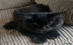 Maine Coon cats for sale: Pedigree Maine Coon Kittens - Image 4