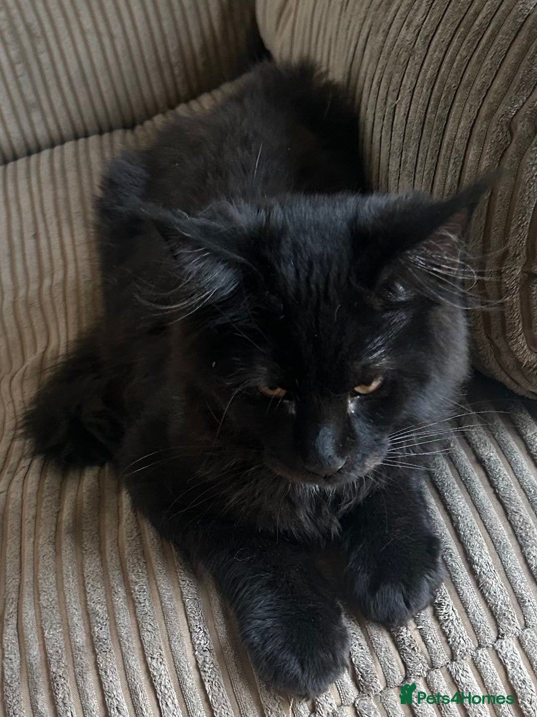 Maine Coon cats for sale: Pedigree Maine Coon Kittens - Image 4