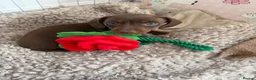 Miniature Dachshund dogs for sale: Miniature dachshund puppies - Advert 1