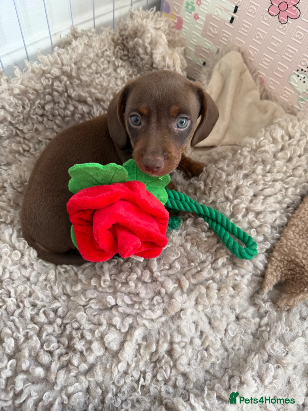Miniature Dachshund dogs for sale: Miniature dachshund puppies - Advert 1