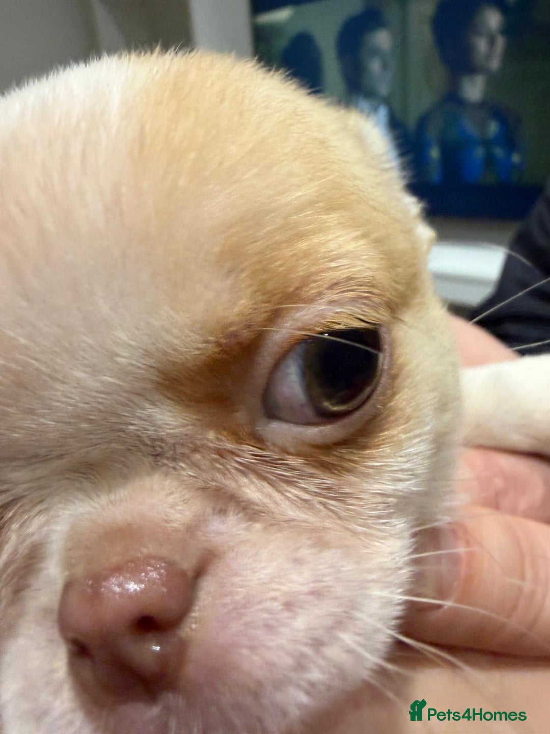 Chihuahua dogs for sale: KC registered chihuahua amazing green eyes  - Advert 11