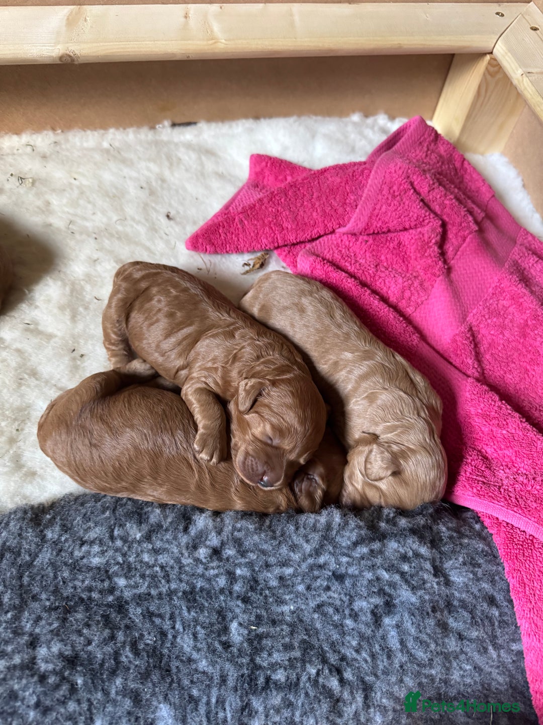 Australian Labradoodle dogs for sale: Australian Labradoodle Puppy - Image 8