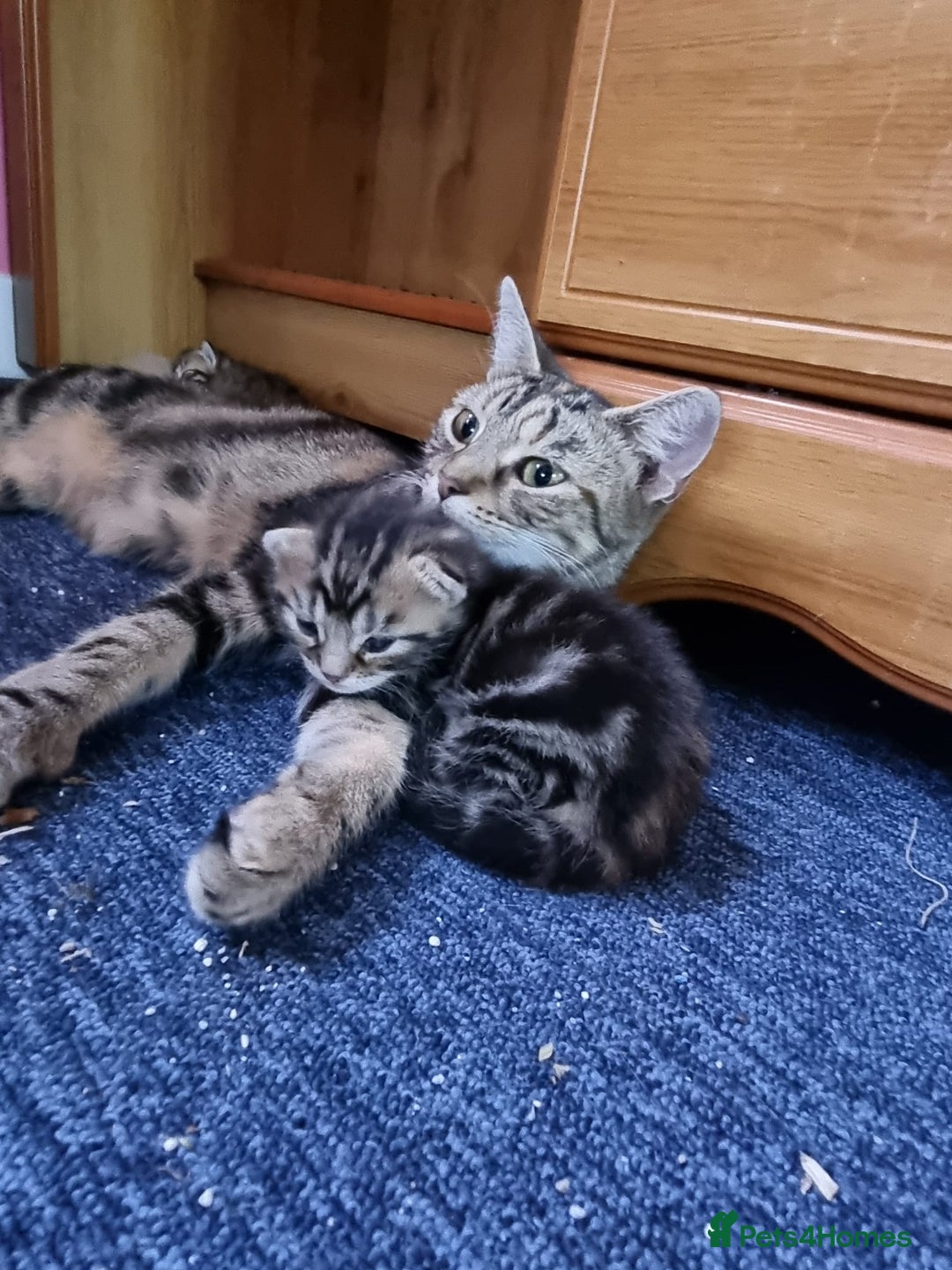 Domestic Shorthair cats for sale: Bundles of fluff  - Image 9