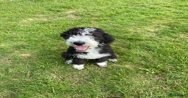 Mixed Breed dogs - Advert 2