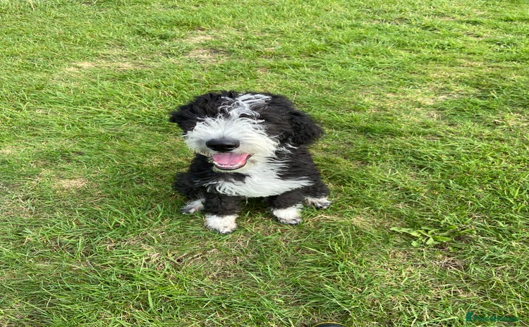 Mixed Breed dogs - Advert 2