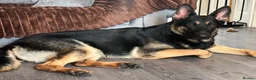German Shepherd dogs for stud: Available for stud only  - Advert 2