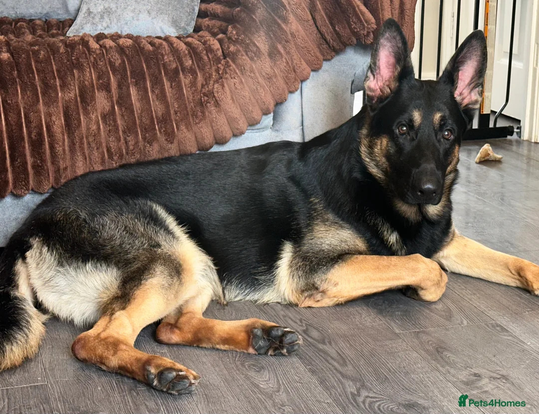 German Shepherd dogs for stud: Available for stud only  - Advert 2