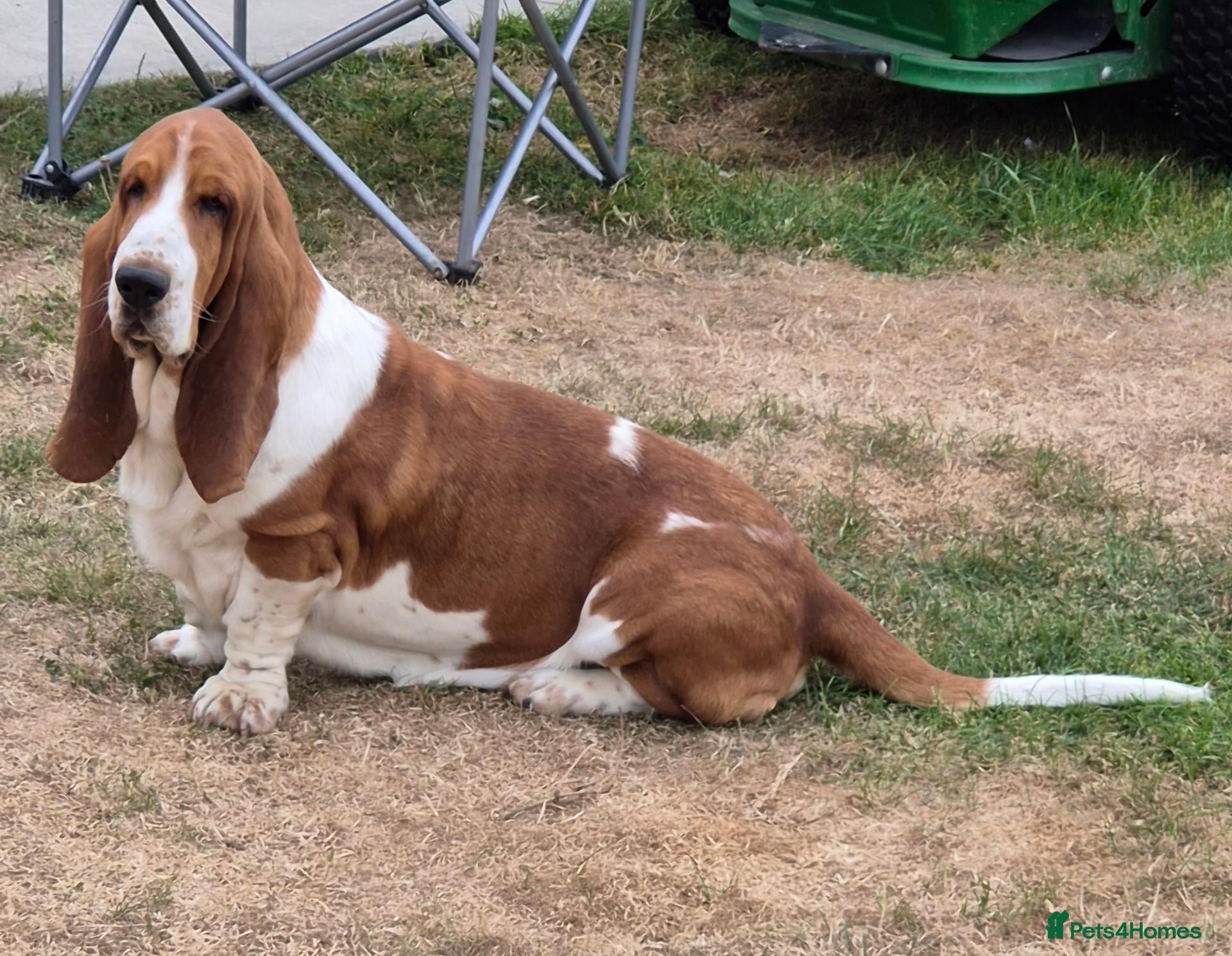 Basset Hound dogs for sale: KC BASSET HOUND PUPPIES FROM HEALTH SCORED PARENTS - Advert 2