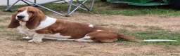 Basset Hound dogs for sale: KC BASSET HOUND PUPPIES FROM HEALTH SCORED PARENTS - Advert 2