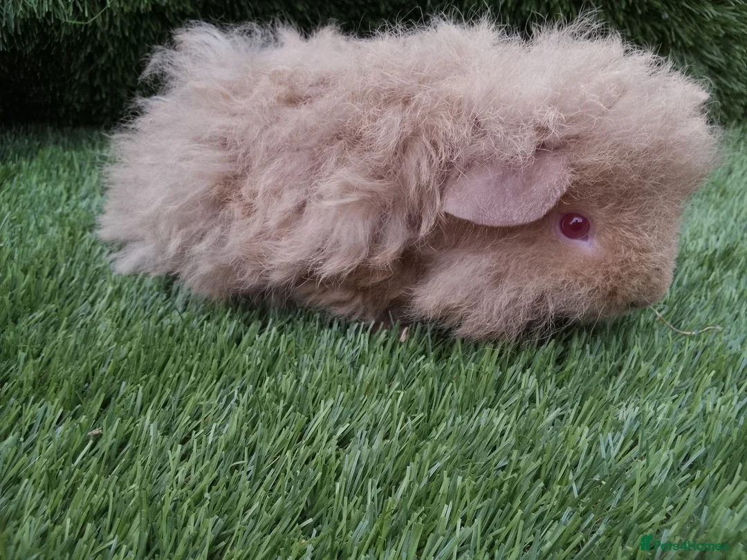 Guinea Pig rodents for sale: Alpaca Guinea Pigs - Advert 16