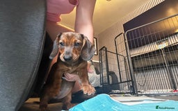 Dachshund dogs for sale: 7 Beautiful dachshund pups for sale!!! - Image 4