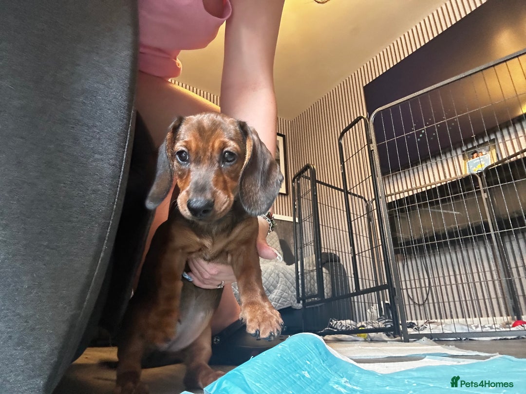 Dachshund dogs for sale: 7 Beautiful dachshund pups for sale!!! - Image 4