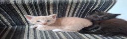 Mixed Breed cats for sale: FLUFFY MAINE COON CROSS KITTENS - Advert 29