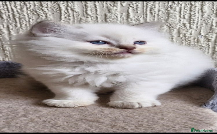 Ragdoll cats 🐾GorgeousRagdollKittens.Ready 22nd December 🐾 - Advert 4