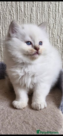 Ragdoll cats 🐾GorgeousRagdollKittens.Ready 22nd December 🐾 - Advert 4
