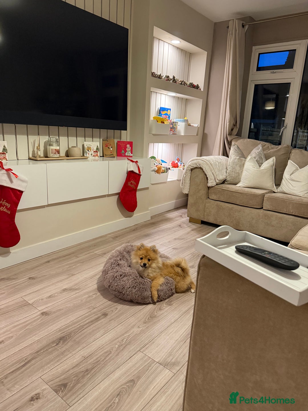 Pomeranian dogs for sale: Pomeranian Puppy 5 Months Old Loving Home Wanted  - Advert 4