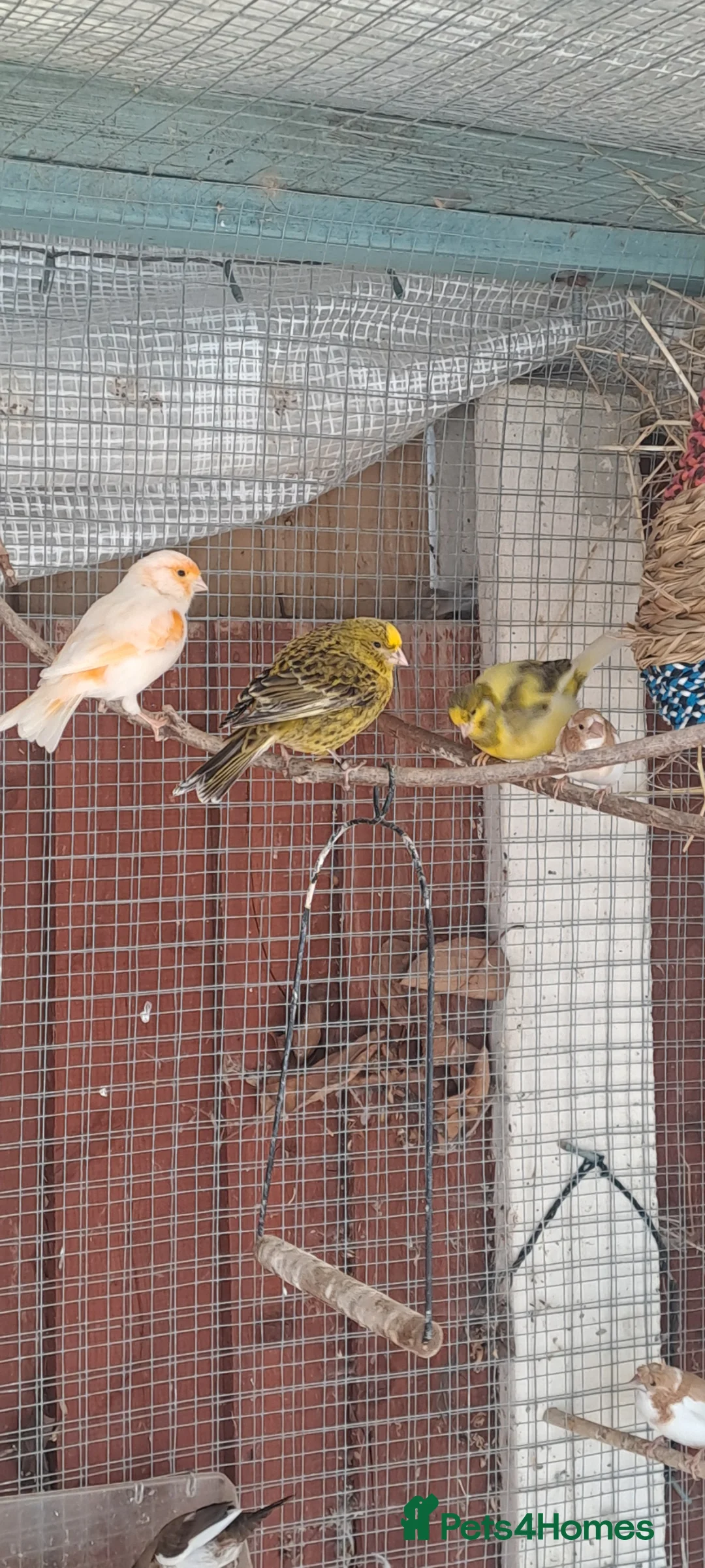 Mixed Breed birds for sale: Avairy birds  - Advert 1