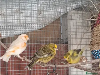 Mixed Breed birds Avairy birds - Advert 1