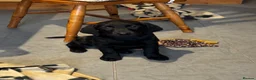 Labrador Retriever dogs for sale: QUALITY BLACK FEMALE LABRADOR READY TO LEAVE NOW  - Advert 1