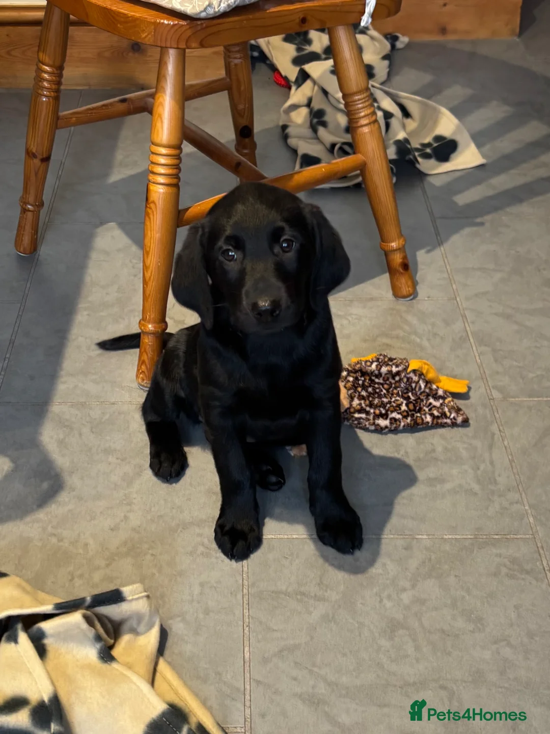 Labrador Retriever dogs for sale: QUALITY BLACK FEMALE LABRADOR READY TO LEAVE NOW  - Advert 1