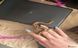 Snake reptiles for sale: Sand boa  - Image 1